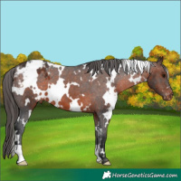 Horse Color:White Spotted Brown Appaloosa 