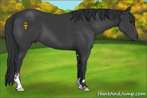 Horse Color:Black Sabino 