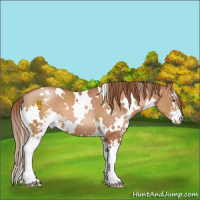 Horse Color:White Spotted Brown Pearl Sabino