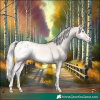 Horse Color:Cremello Onyx Mushroom Appaloosa 