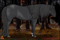 Horse Color:Black Frame 