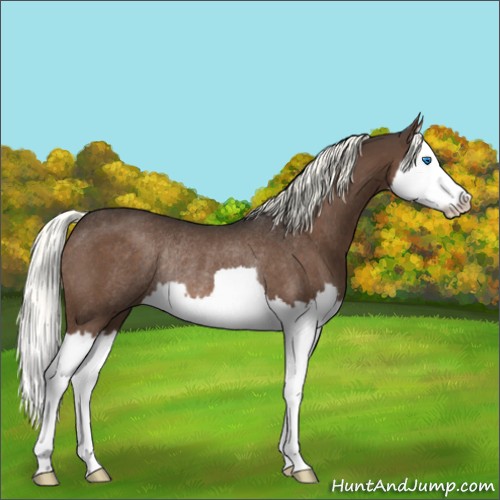 Horse Color:Liver Chestnut Mushroom Splash Rabicano 