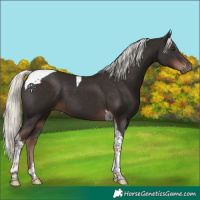 Horse Color:Liver Chestnut Mushroom Tobiano 