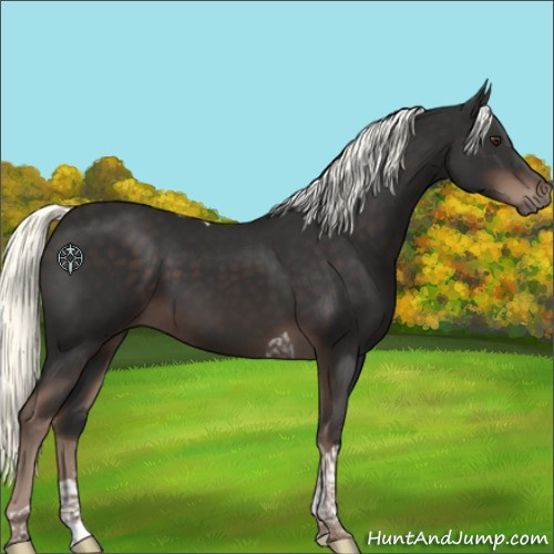 Horse Color:Liver Chestnut Mushroom Tobiano