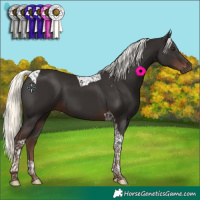 Horse Color:Liver Chestnut Mushroom Tobiano