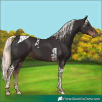 Horse Color:Liver Chestnut Mushroom Tobiano 