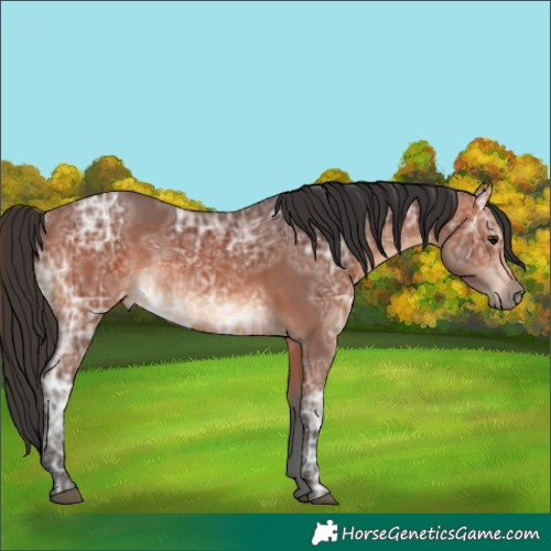 Horse Color:Bay Ice Rabicano 