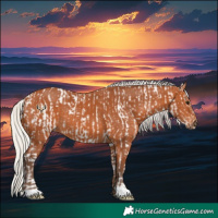 Horse Color:Silver Bay Appaloosa  and Silver Bay 