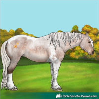 Horse Color:Silver Brown Roan Tobiano