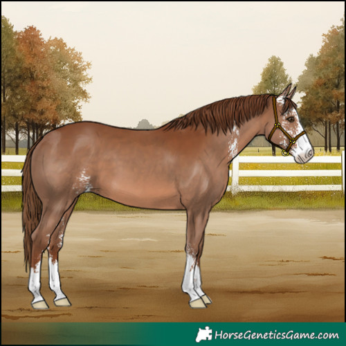 Horse Color:Chestnut Sabino