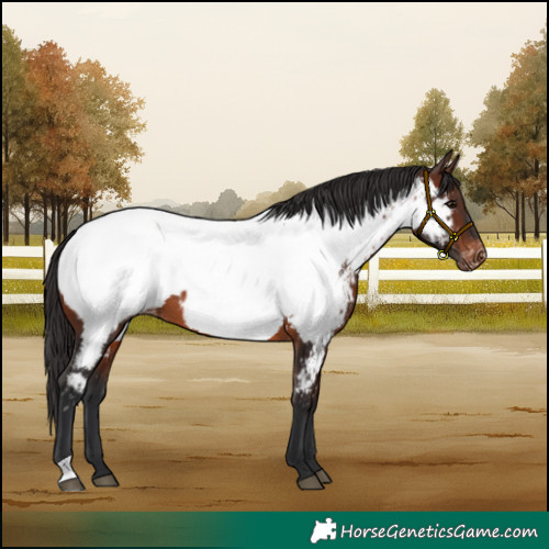 Horse Color:Brown Near Fewspot