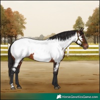 Horse Color:Brown Appaloosa