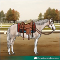 Horse Color:Chocolate Palomino Pearl Sabino 