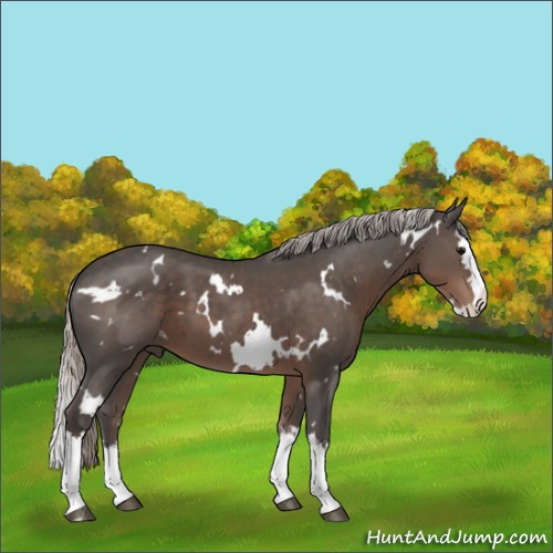 Horse Color:White Spotted Silver Black Splash 