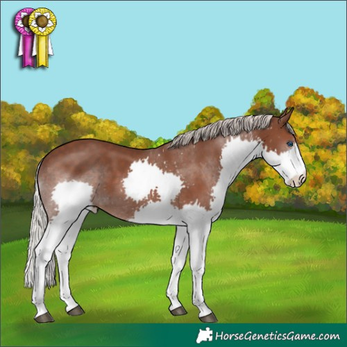 Horse Color:Silver Black Splash Tobiano 