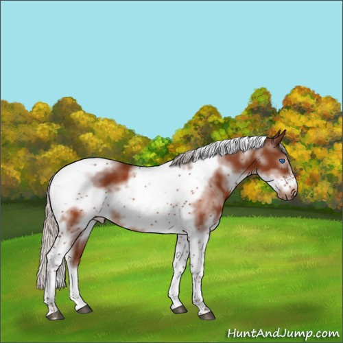 Horse Color:Silver Brown Splash Tobiano Frame Rabicano 