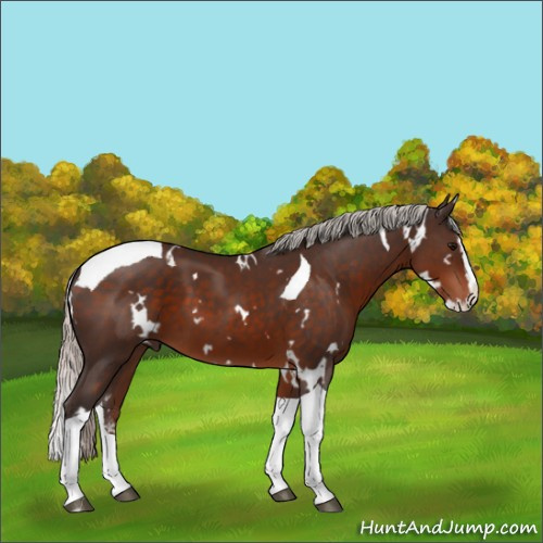 Horse Color:White Spotted Silver Brown Splash Tobiano 