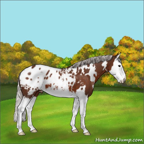 Horse Color:White Spotted Silver Brown Splash Appaloosa 