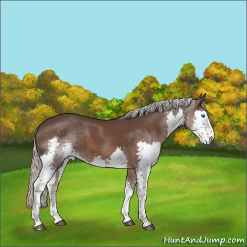 Horse Color:Silver Black Splash Tobiano 