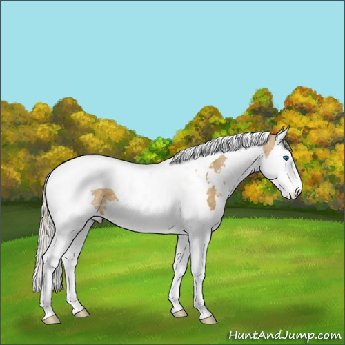 Horse Color:Silver Classic Cream Champagne Splash Tobiano 