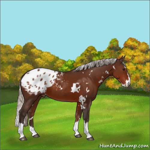 Horse Color:White Spotted Silver Brown Splash Appaloosa 