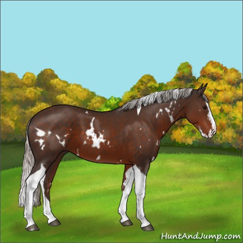 Horse Color:White Spotted Silver Brown Splash Tobiano 
