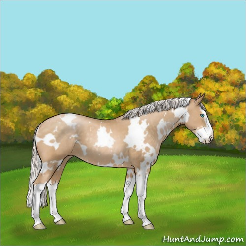 Horse Color:White Spotted Silver Buckskin Pearl Splash 