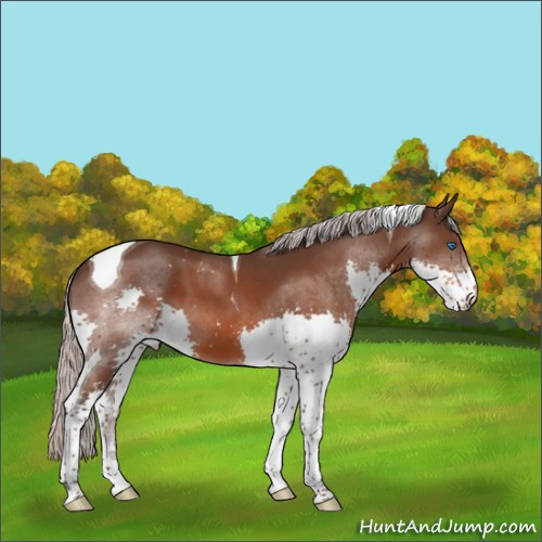 Horse Color:Silver Brown Splash Tobiano 