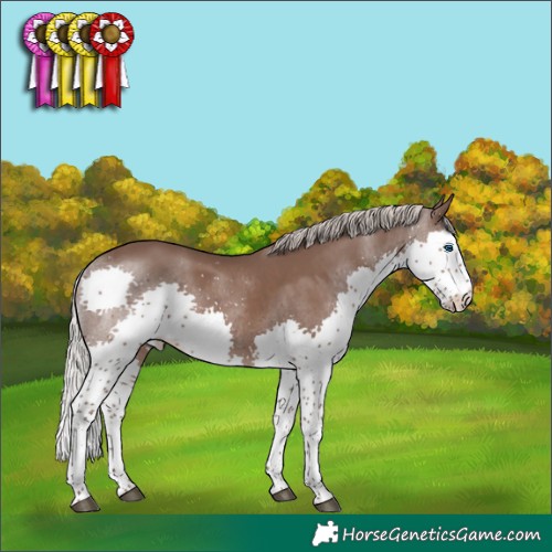 Horse Color:Silver Black Splash Tobiano 