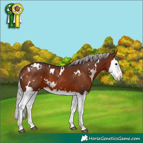 Horse Color:White Spotted Silver Brown Splash 