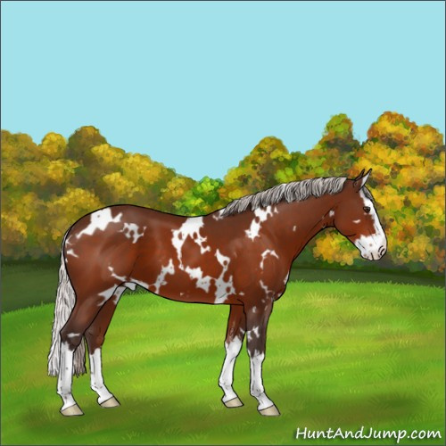 Horse Color:White Spotted Silver Brown Sabino Splash 