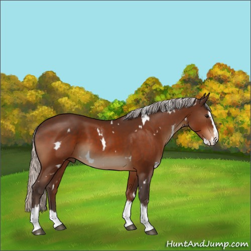 Horse Color:White Spotted Silver Bay Splash 