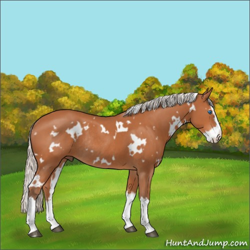Horse Color:White Spotted Silver Brown Sabino Splash Rabicano 