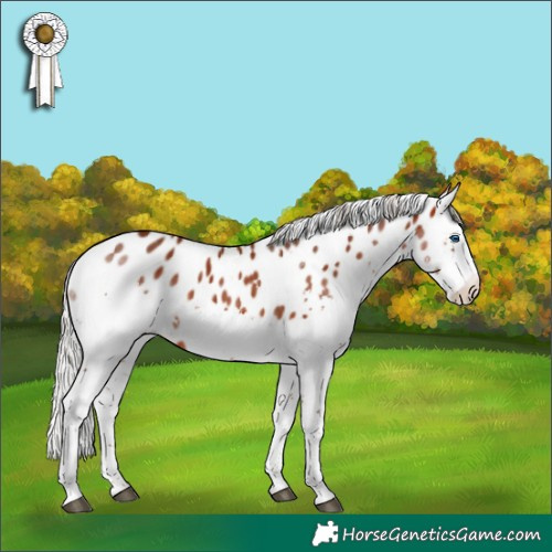 Horse Color:Silver Brown Splash Tobiano Appaloosa 