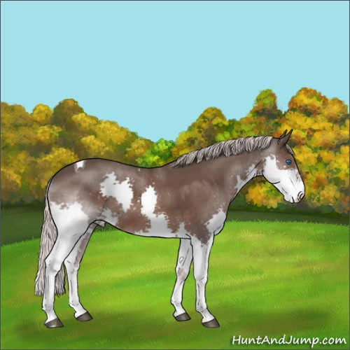 Horse Color:Silver Black Splash Tobiano 