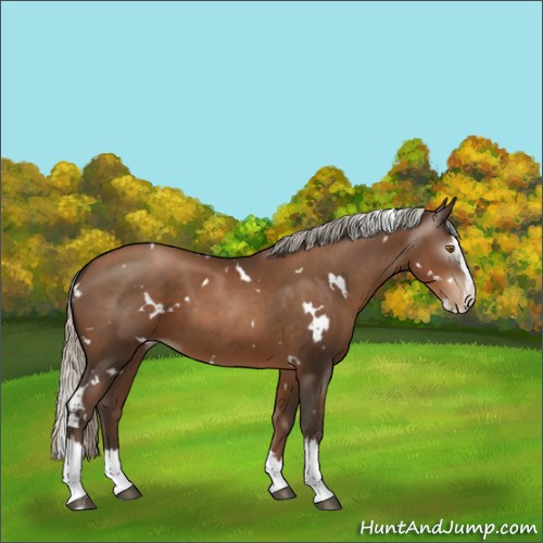 Horse Color:Gray White Spotted Silver Black Pearl Splash 