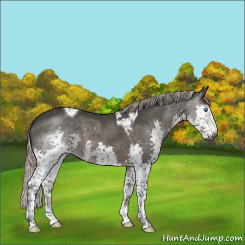 Horse Color:Gray Silver Black Splash Tobiano 