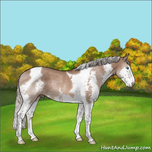 Horse Color:Silver Brown Dun Splash Tobiano Rabicano 