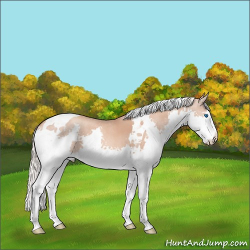 Horse Color:Silver Sable Champagne Splash Tobiano 