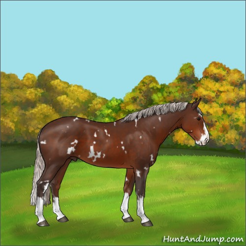 Horse Color:White Spotted Silver Brown Splash 