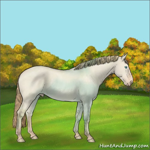 Horse Color:Perlino Dun 