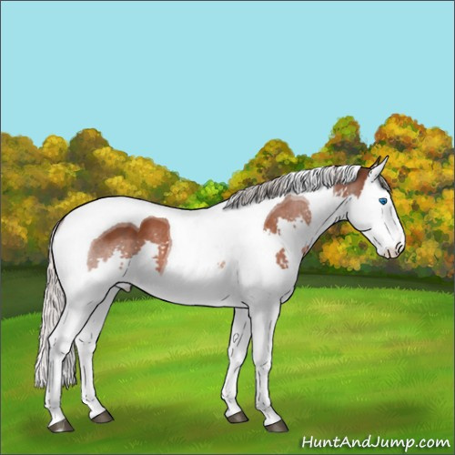 Horse Color:Silver Brown Splash Tobiano 