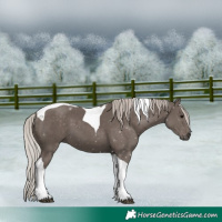 Horse Color:Silver Black Tobiano 