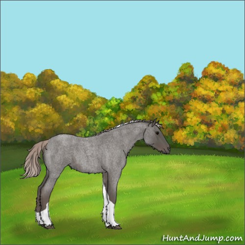 Horse Color:Silver Blue Roan Tobiano 