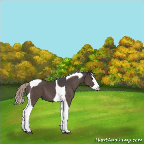 Horse Color:Silver Black Splash Tobiano 