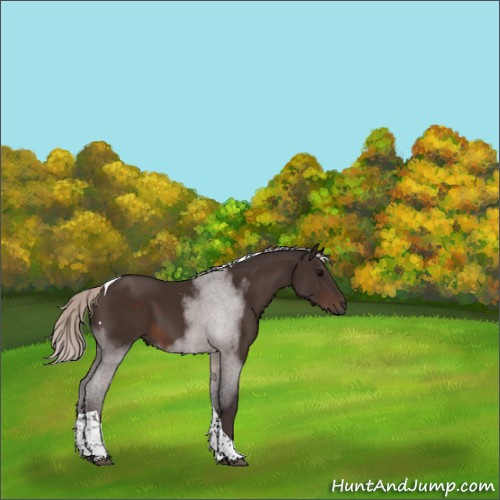 Horse Color:Silver Brown Tobiano 
