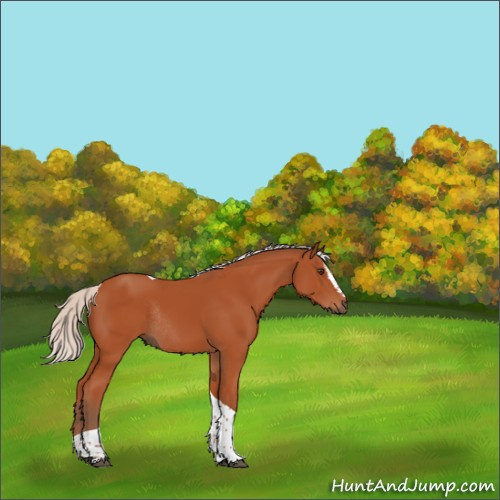 Horse Color:Silver Brown Sabino Tobiano Rabicano 