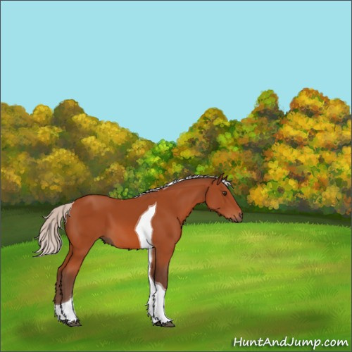 Horse Color:Silver Brown Tobiano 