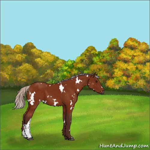 Horse Color:White Spotted Silver Brown 