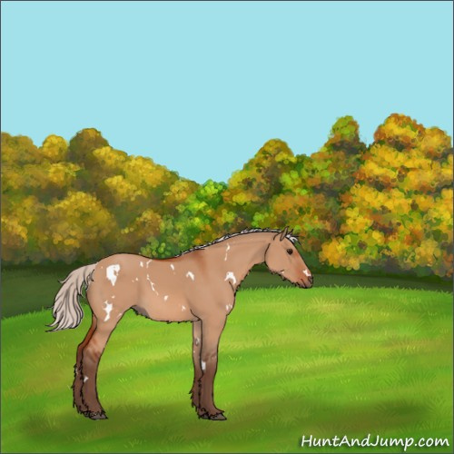 Horse Color:White Spotted Silver Bay Dun 